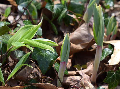 solomon's seal rhizome benefits