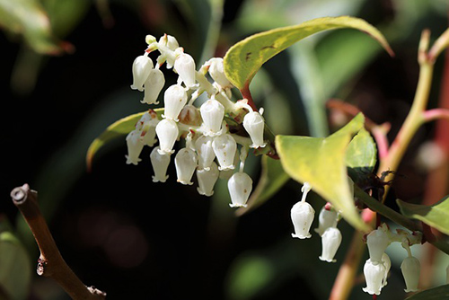 Solomon's seal root benefits