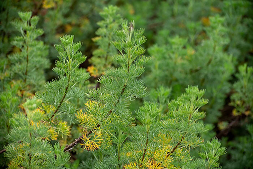 wormwood plant size