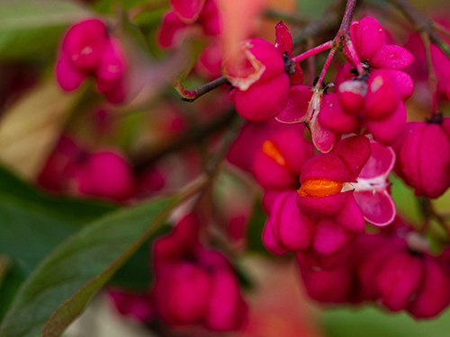 spindle tree fruits