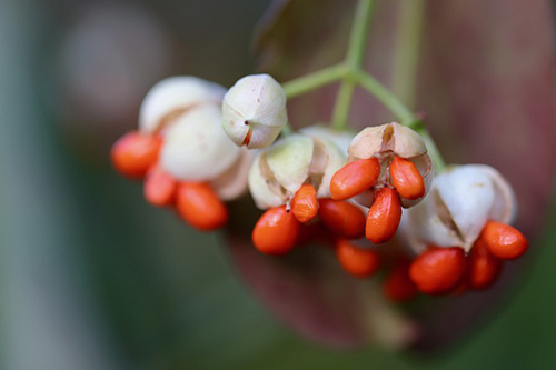 spindle tree images