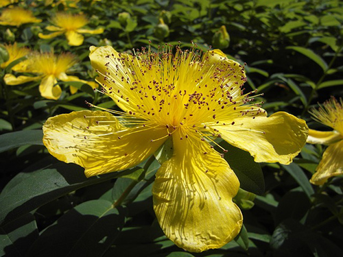 st john's wort flower