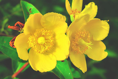 St. John's Wort Plant