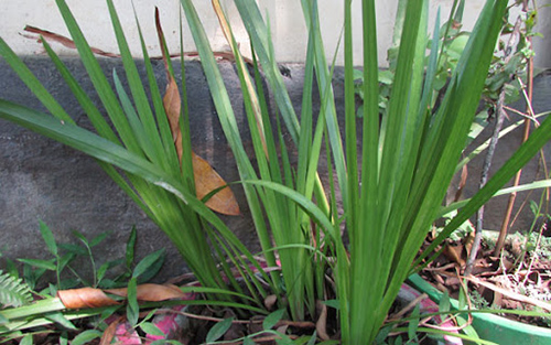 sweet flag plant medicinal uses