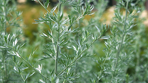 tarragon plant benefits