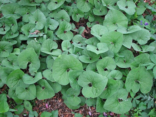 more asarum leaves