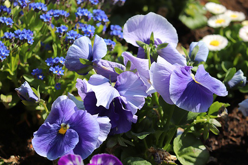 wild pansy herb