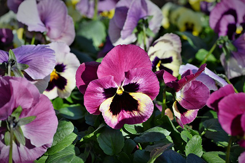 pansy plant health benefits