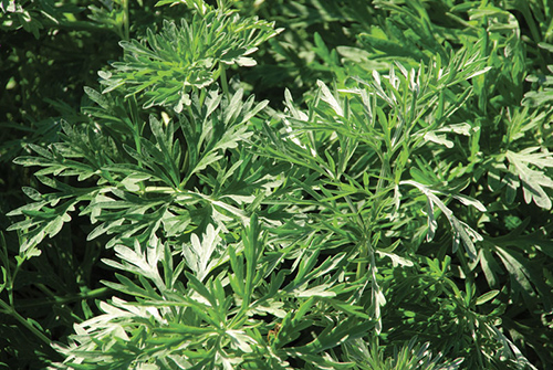 wormwood benefits for hair