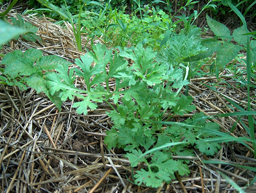 wormwood plant size