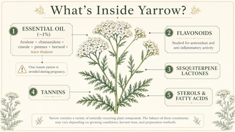 Diagram showing essential oils flavonoids tannins and other natural constituents found in yarrow
