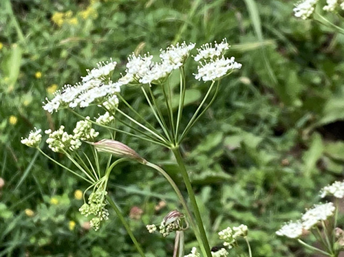 Burnet Saxifrage benefits