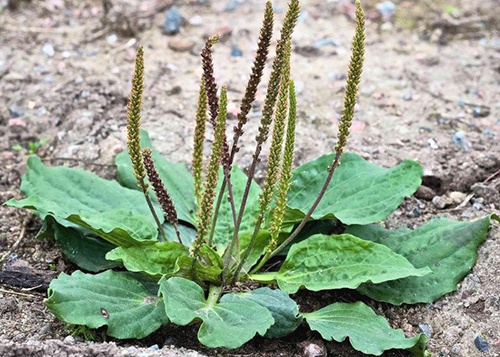 Common Plantain benefits for lung disorders