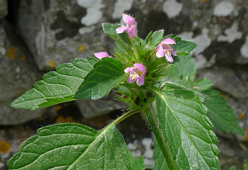 Hemp Nettle medicinal uses