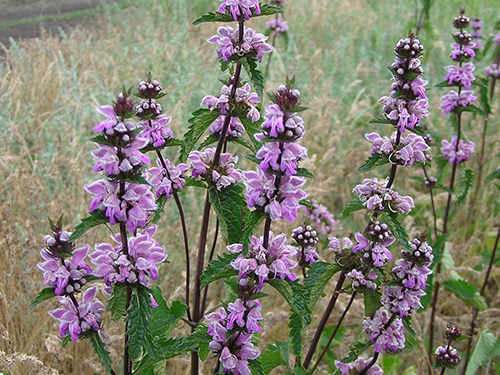 Jerusalem Sage health benefits