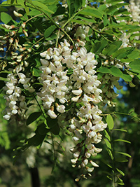 acacia honey benefits for skin