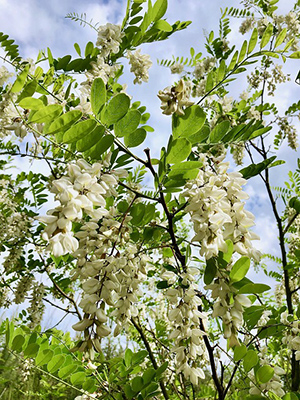 acacia honey origin