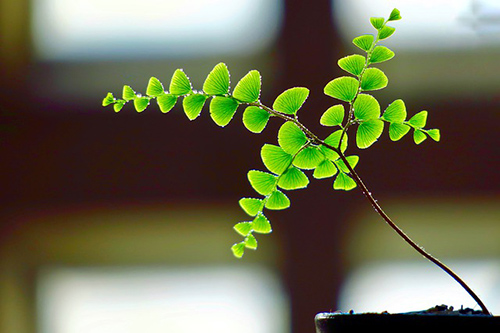 adiantum capillus-veneris medicinal uses