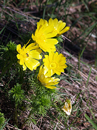 adonis vernalis medicinal use