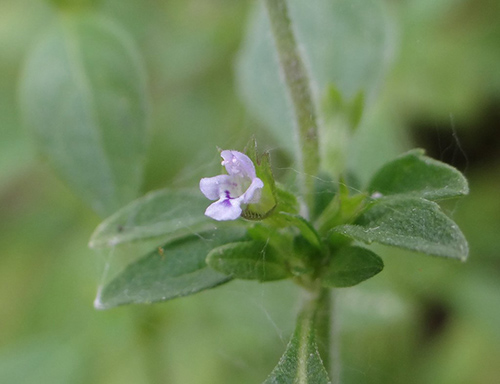 American pennyroyal facts
