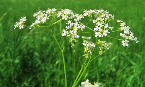 anise tea for breastfeeding