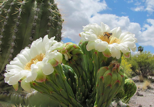 benefits of cactus plant