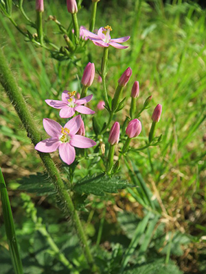 benefits of centaury oil