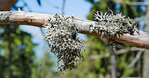 benefits of icelandic moss
