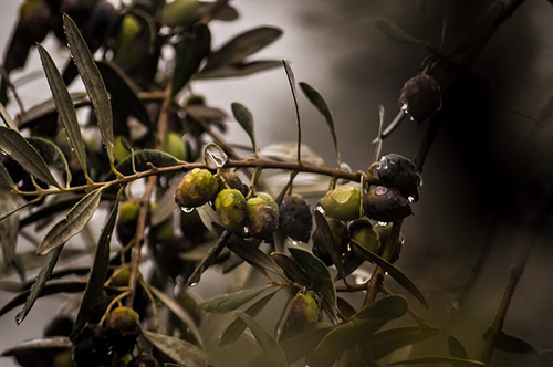 benefits of olives for skin
