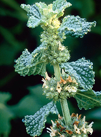 black horehound benefits