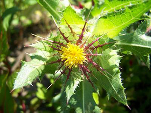 blessed thistle plant health benefits