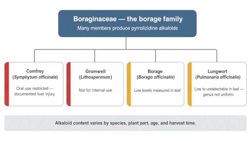 Diagram of the borage family showing comfrey, borage, and gromwell flagged for pyrrolizidine alkaloids, with lungwort marked as low to undetectable in leaf but not confirmed across the genus.
