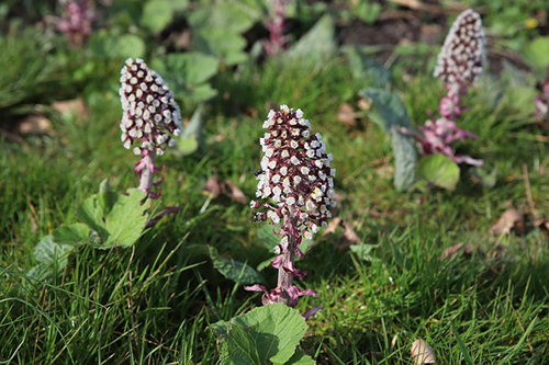 butterbur plant benefits