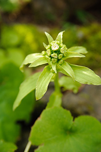 butterbur medicinal properties