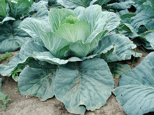 cabbage benefits for stomach