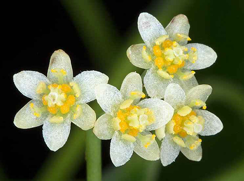 camphor tree flowers