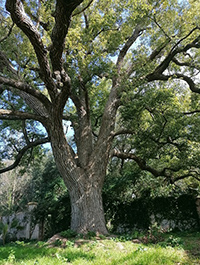 camphor tree growth rate