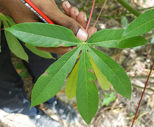 cassava leaves health benefits