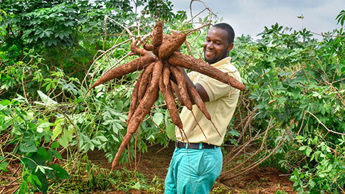 cassava plant health benefits