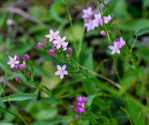 European centaury health benefits