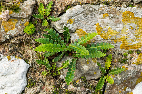 ceterach officinarum tea