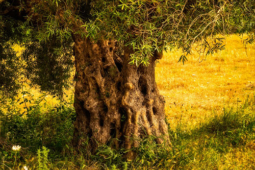 Olive Tree: Nature's Medicine Cabinet? Your Top 10 Questions Answered 3