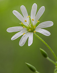 chickweed benefits for skin