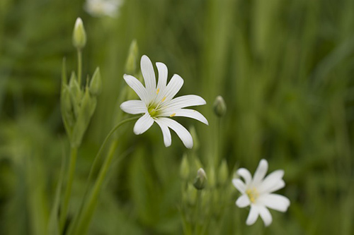 chickweed plant benefits