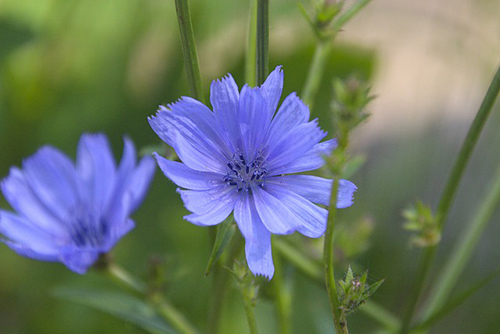 chicory flower benefits for skin
