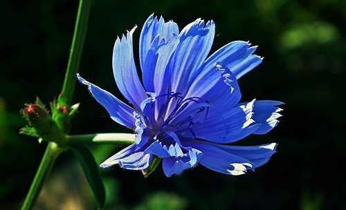 chicory plant health benefits