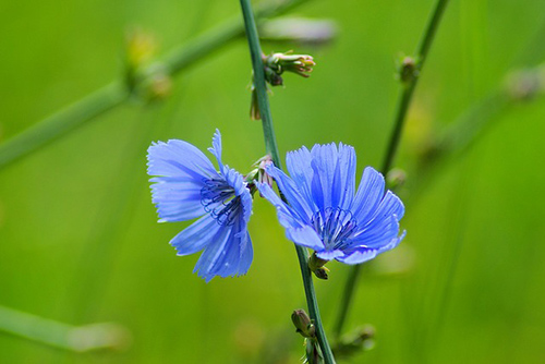 chicory medicinal uses