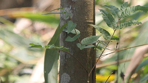 cinnamon tree health benefits