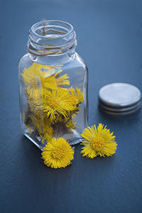 coltsfoot plant benefits