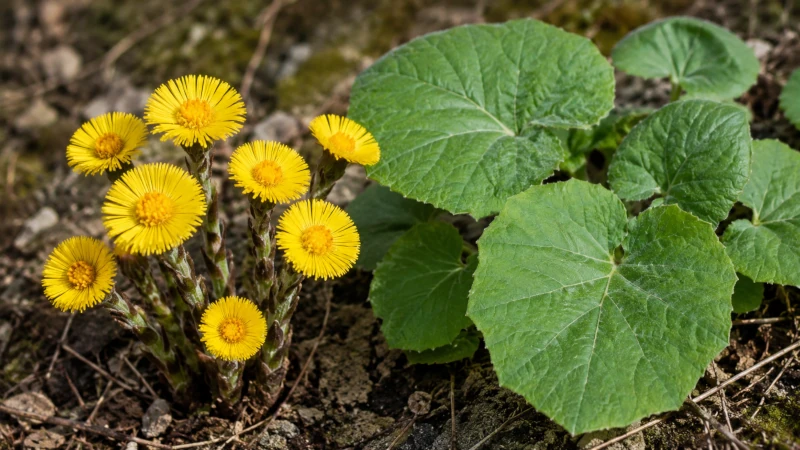 Yellow coltsfoot plant flowers and rounded green leaves shown side by side.